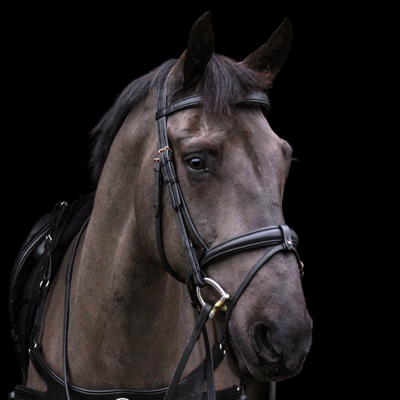 EcoRider Rose Gold Ecolux Bridle - Black-2